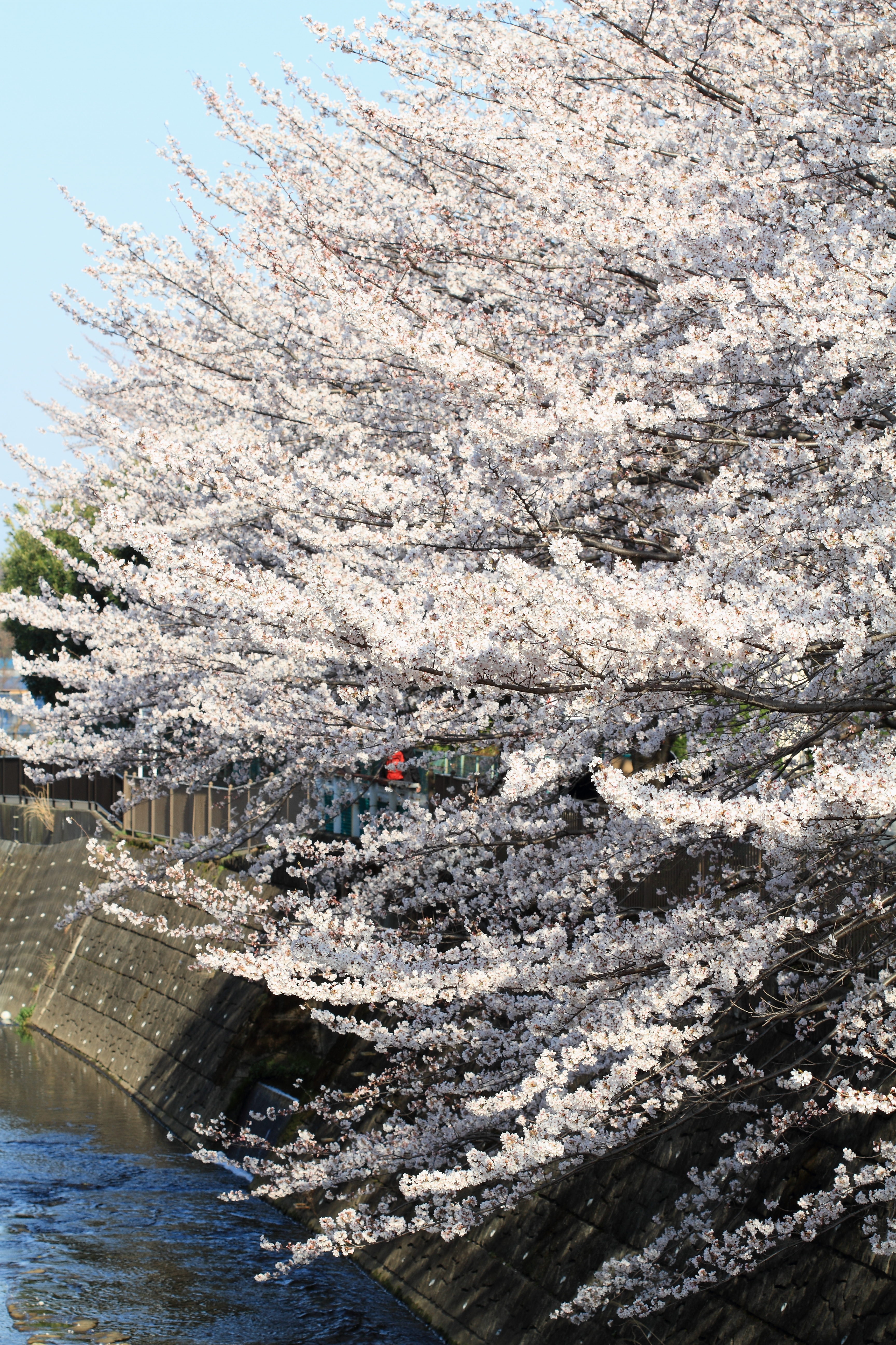 IMG_0081.JPG(8747 Kbyte)