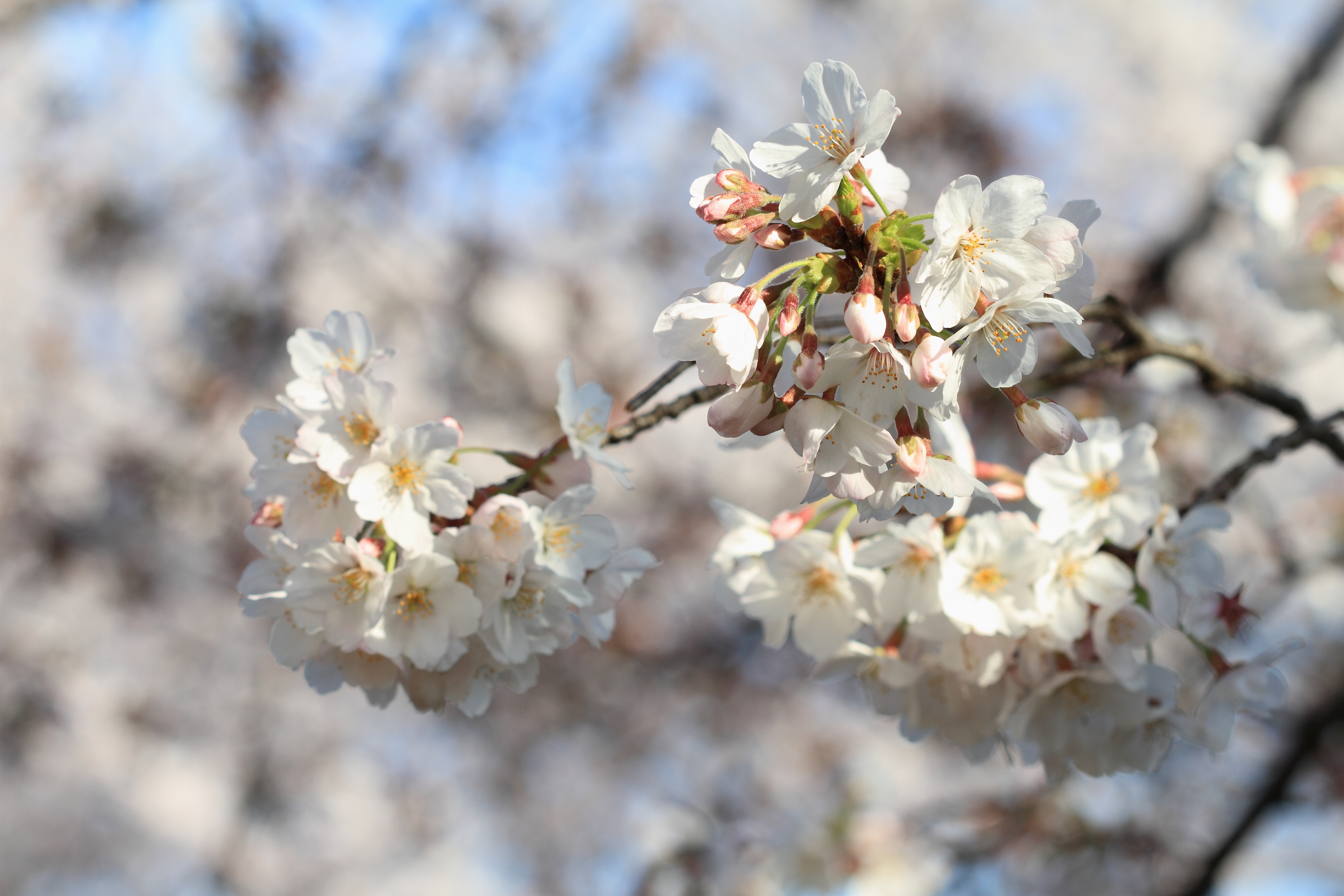 IMG_0082.JPG(3259 Kbyte)