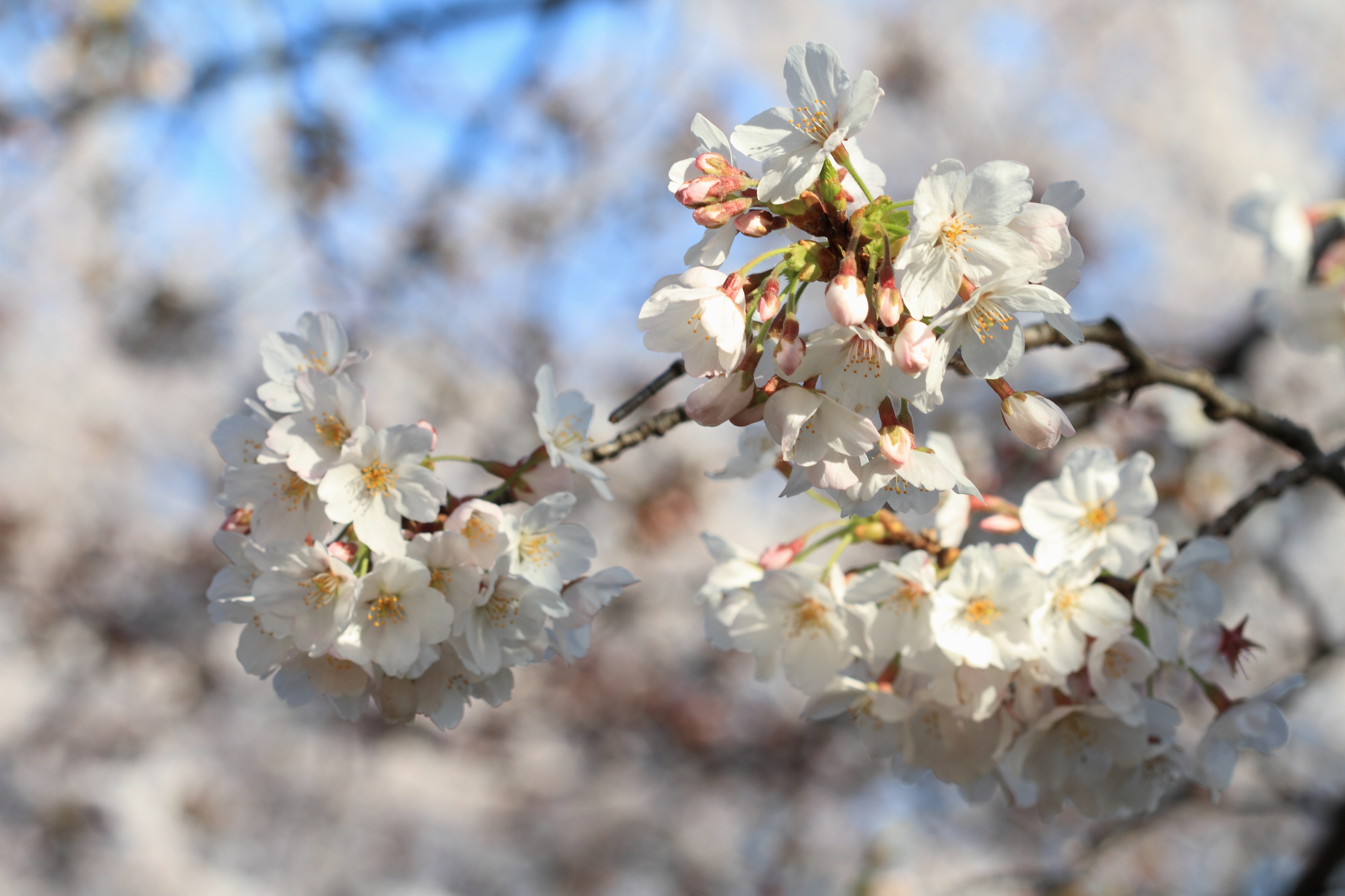IMG_0083.JPG(3372 Kbyte)