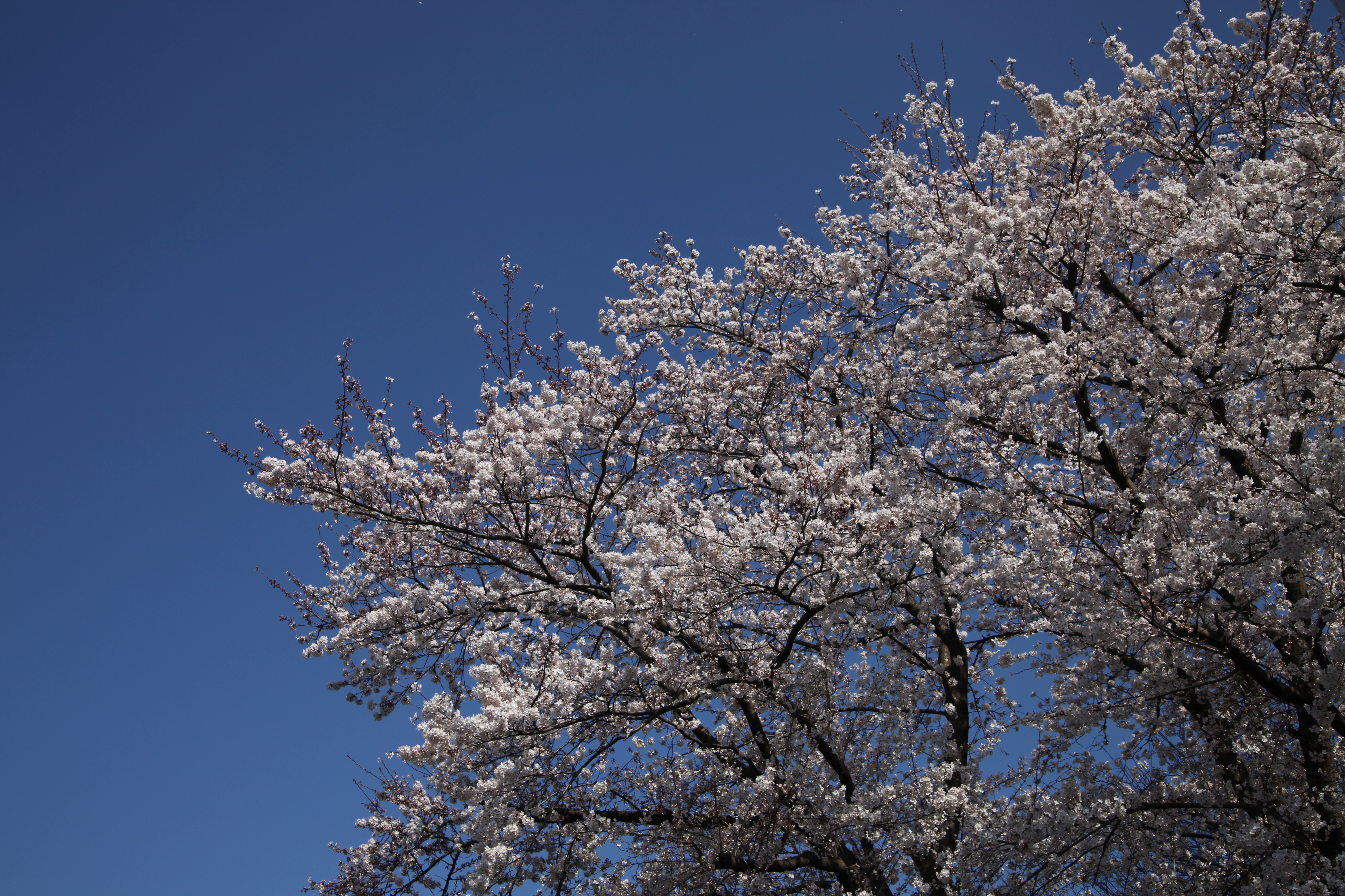 IMG_2089.JPG(10156 Kbyte)