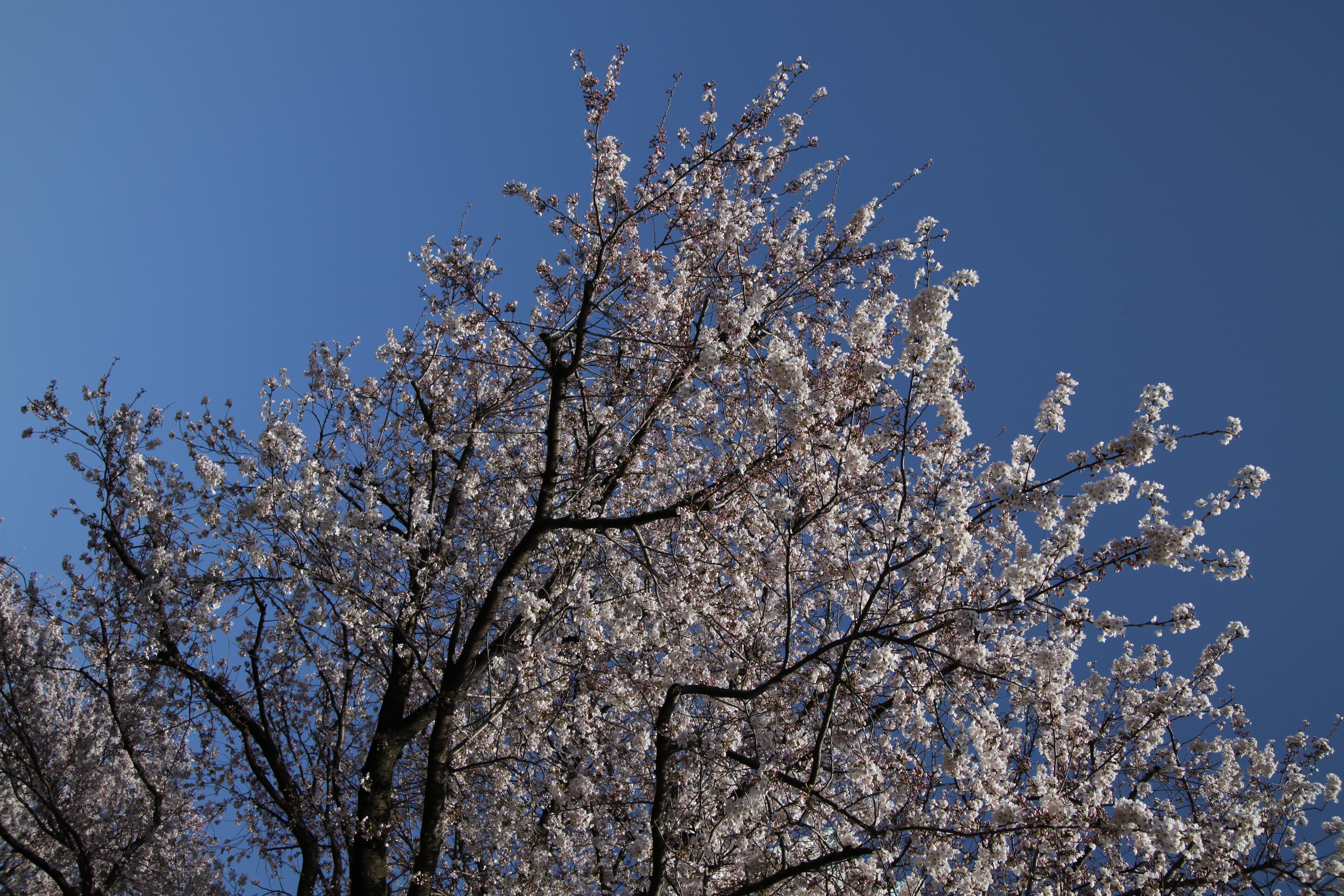 IMG_2091.JPG(11020 Kbyte)