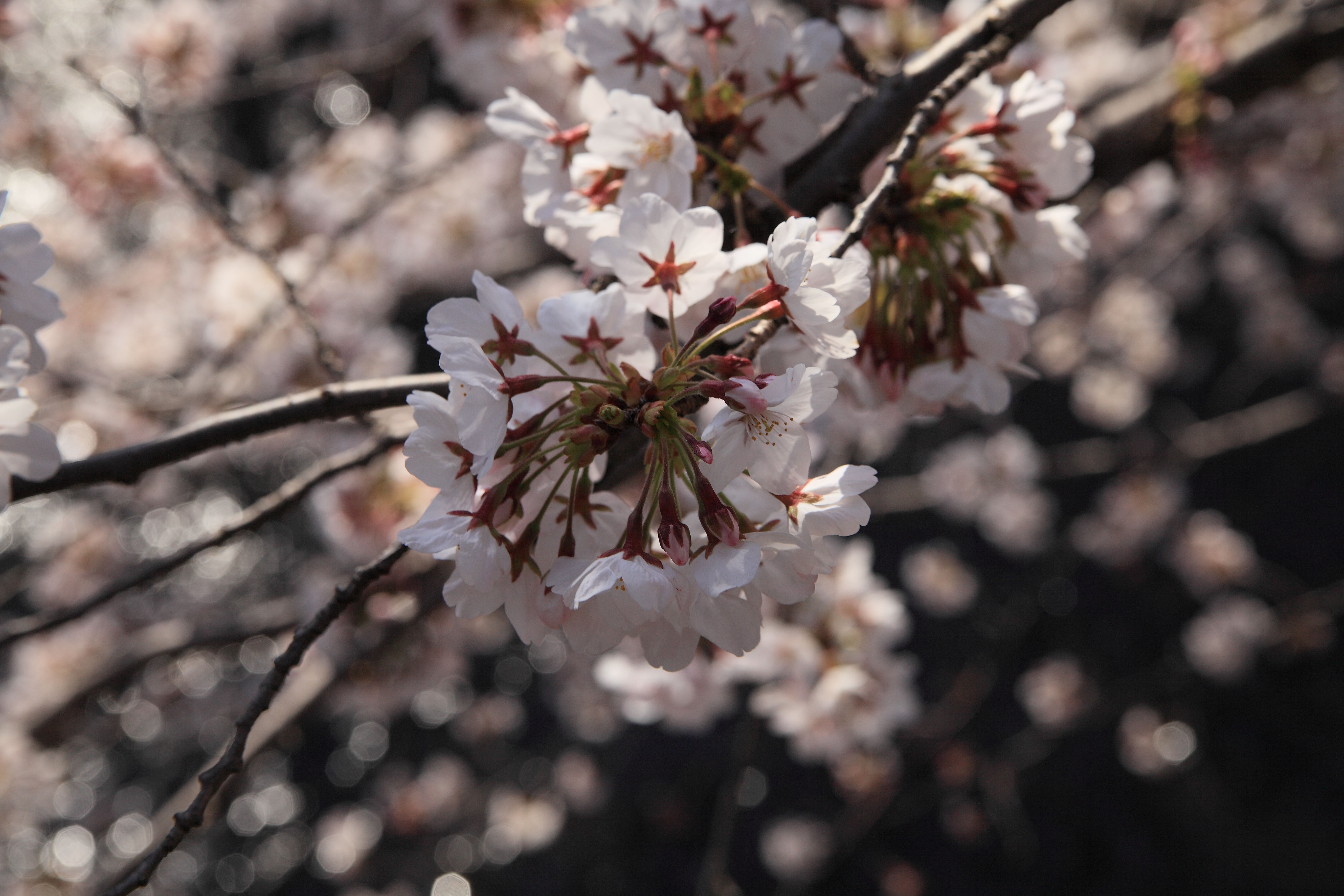IMG_2109.JPG(5771 Kbyte)