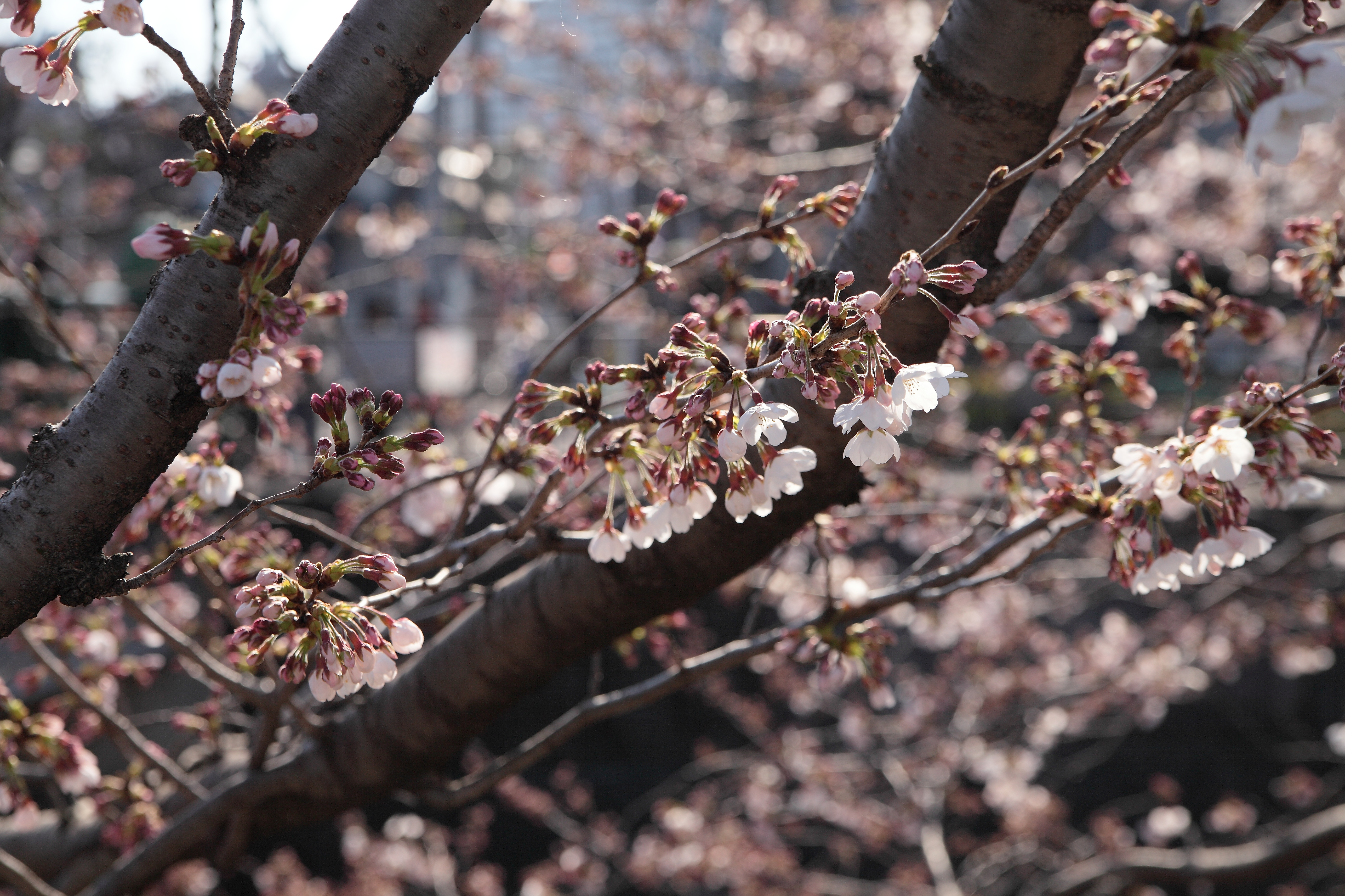 IMG_2121.JPG(6431 Kbyte)