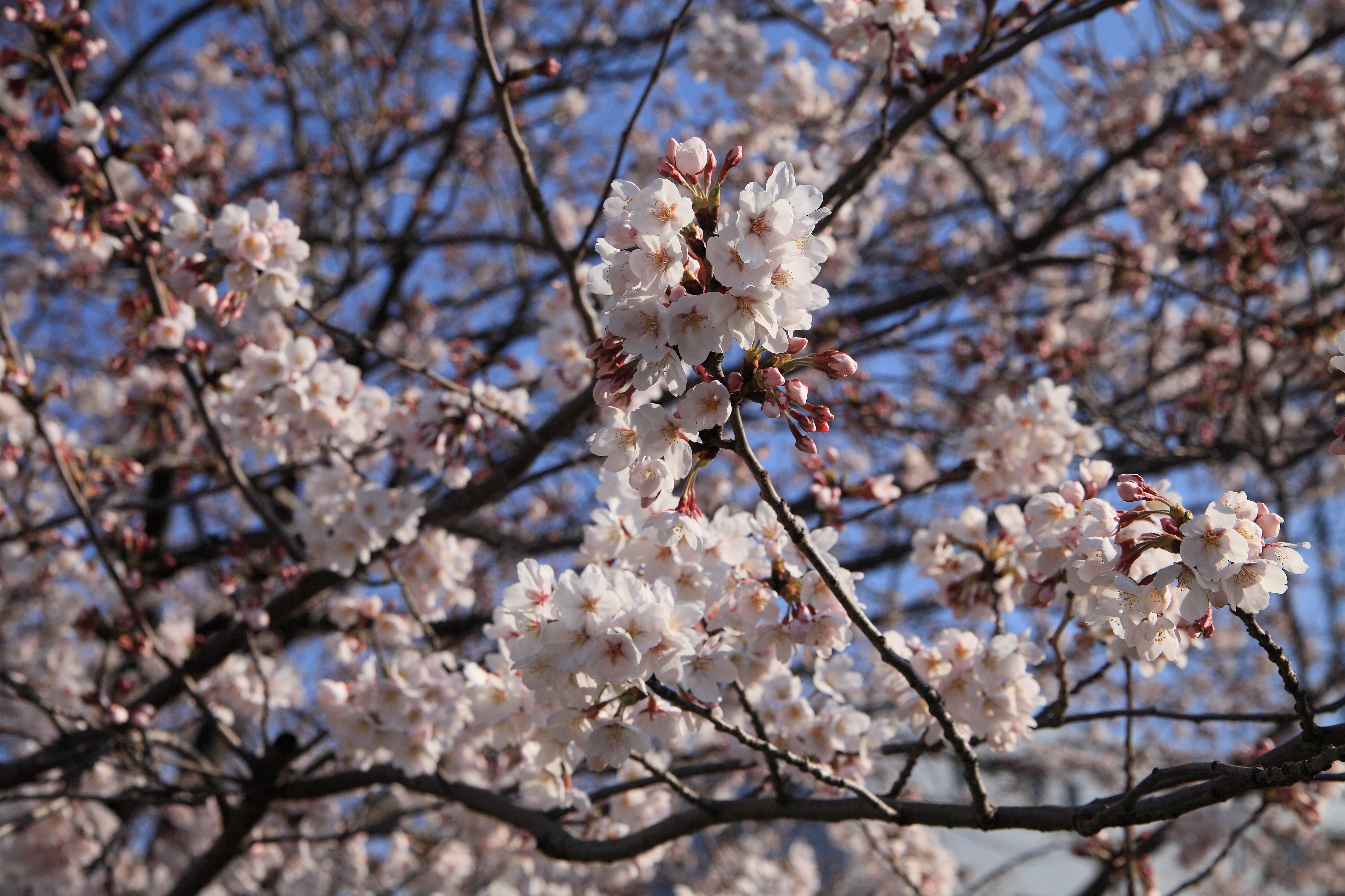 IMG_2122.JPG(6763 Kbyte)