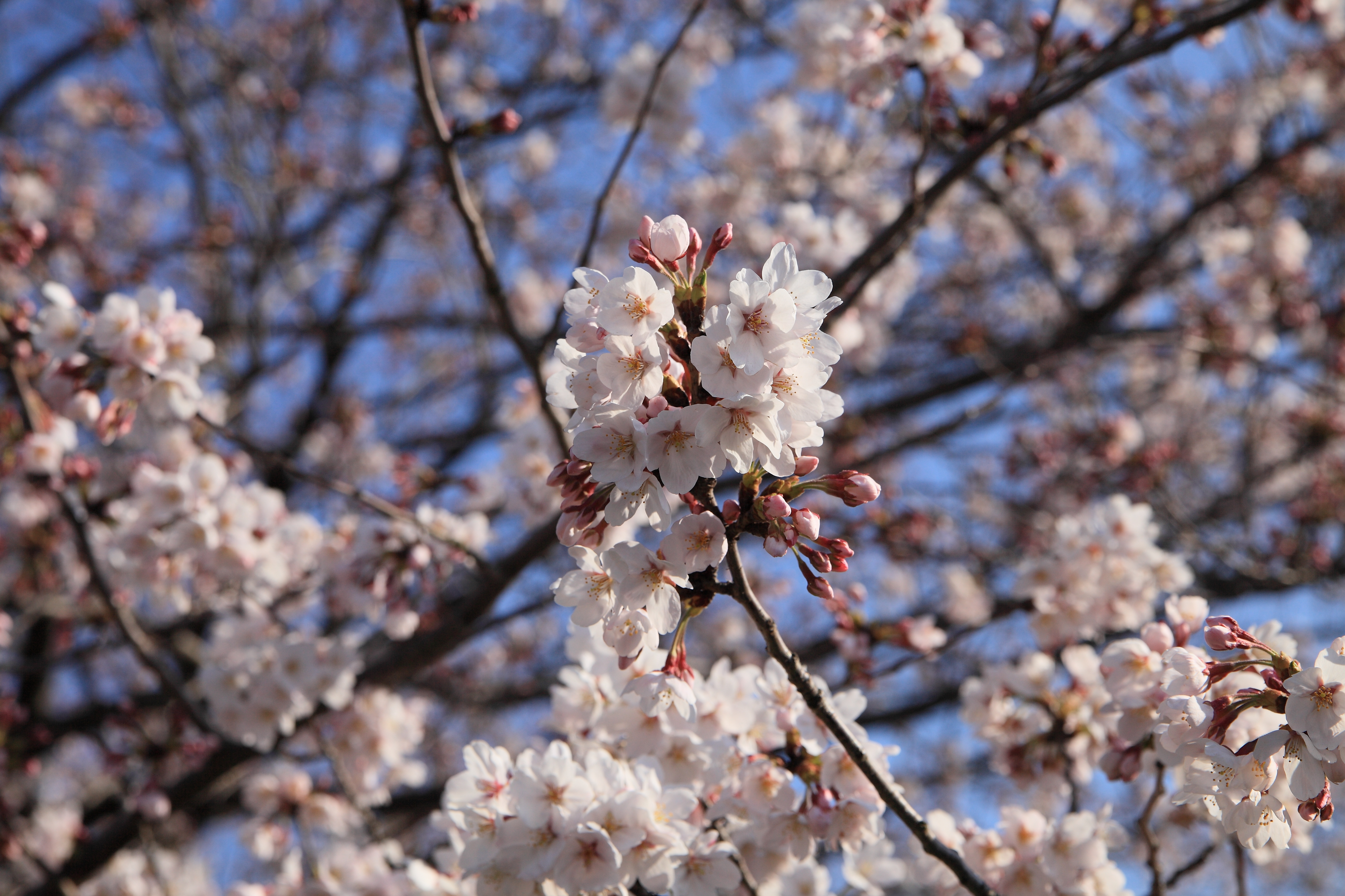 IMG_2123.JPG(6223 Kbyte)