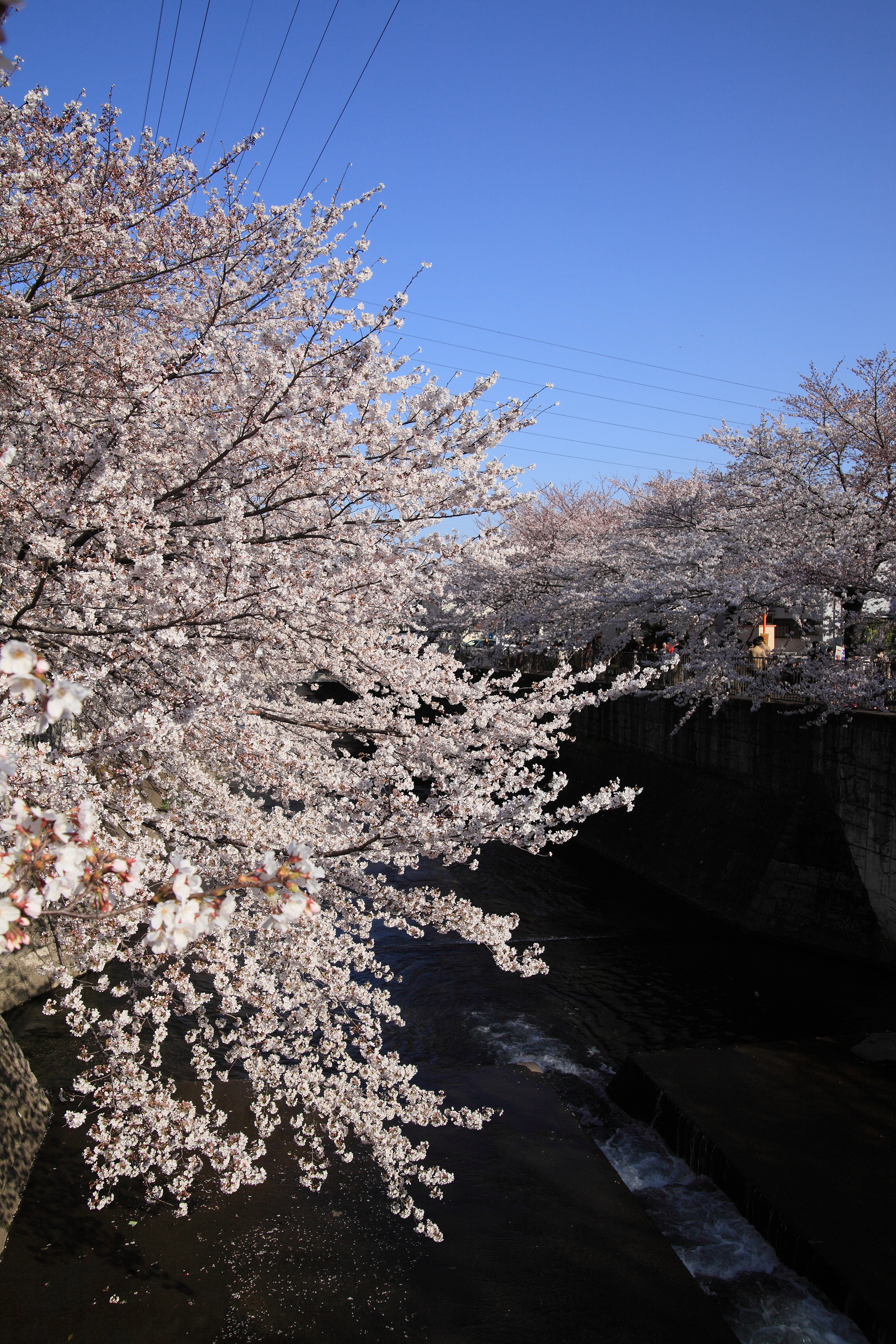 IMG_2126.JPG(11109 Kbyte)