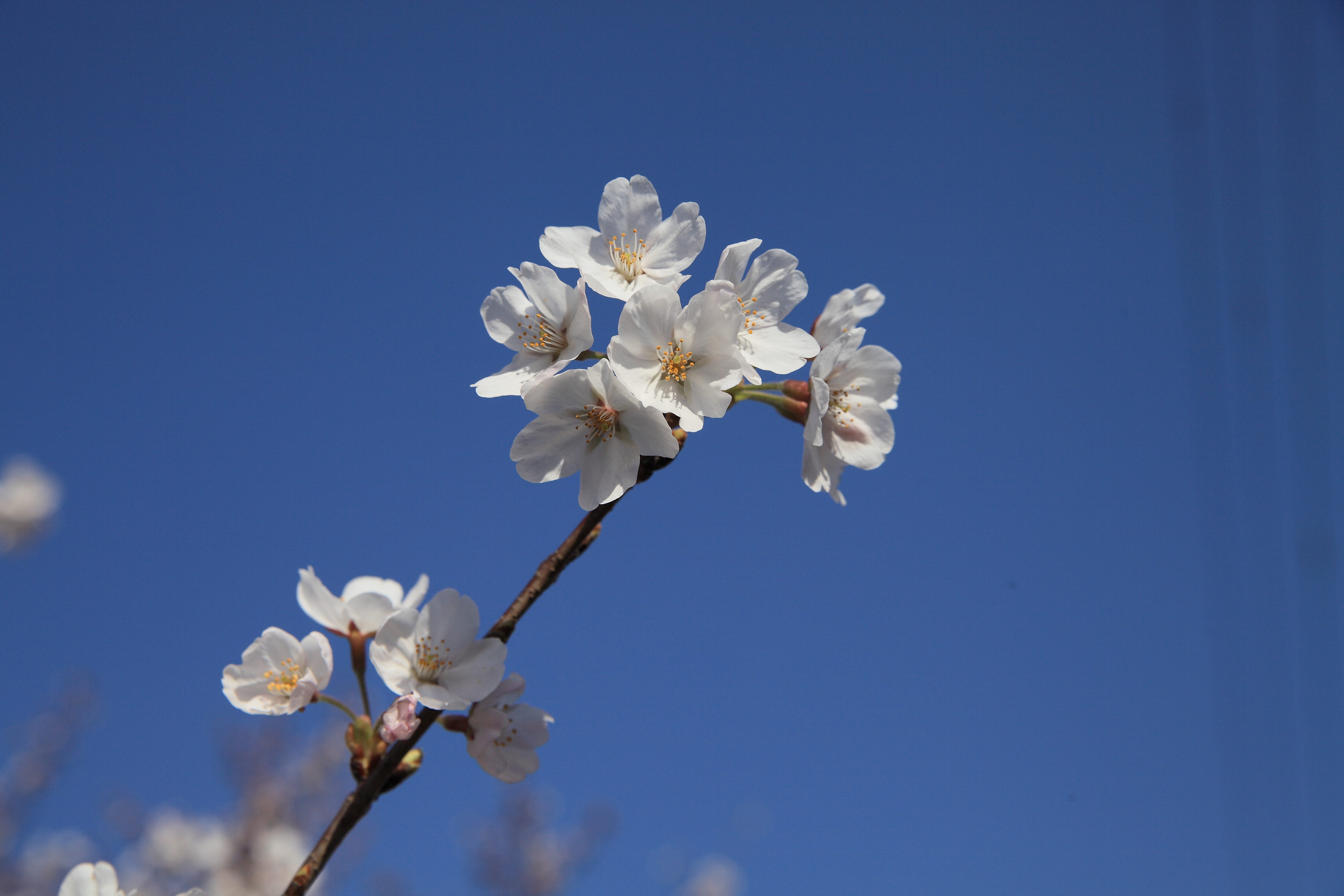 IMG_2127.JPG(6432 Kbyte)