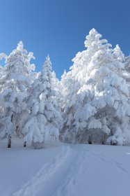 天狗岳からの下山中6