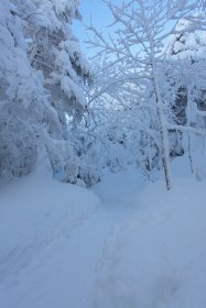 黒百合ヒュッテからの下山中5