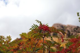 ナナカマドの赤い実