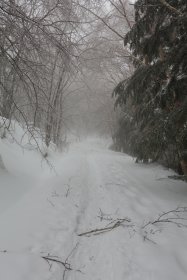 雪が積もった林道