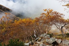 岳沢の紅葉