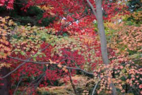 紅葉