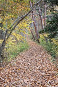 紅葉の登山道