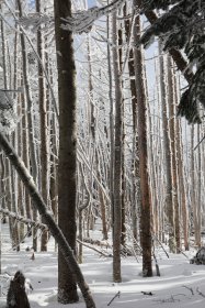 縞枯れの樹々