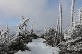 縞枯れの樹々