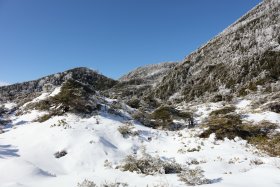 雪に覆われる樹々