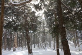 木洩れ日に舞う雪