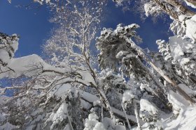 樹氷と粉雪