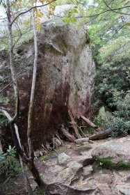 岩を支える枝