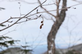 カラマツの実