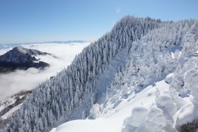 雪に覆われた樹々