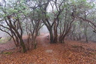 よく整備された登山道