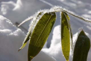 産毛のような雪