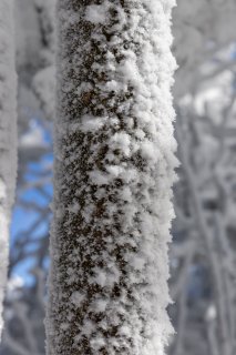 樹々に吹き付けられた雪