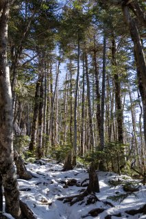 下山路の樹林帯