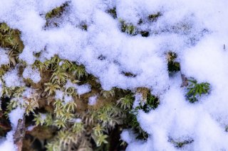 苔と雪