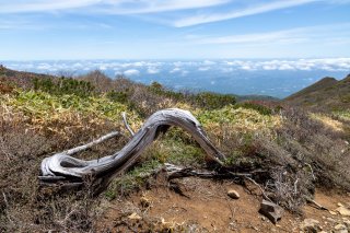 鶴の頭のような枯れ木