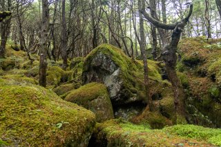 苔むした岩